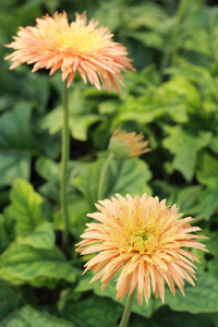 美丽的非洲菊花园里的花