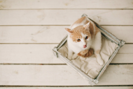 猫坐在白色的木地板上框