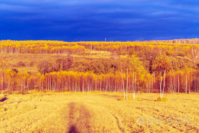 景观与黄色的森林和田野, 在落日的光线下, 有戏剧性的雷鸣般的天空