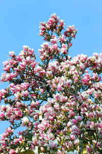 春天树上的粉红色的玉兰花