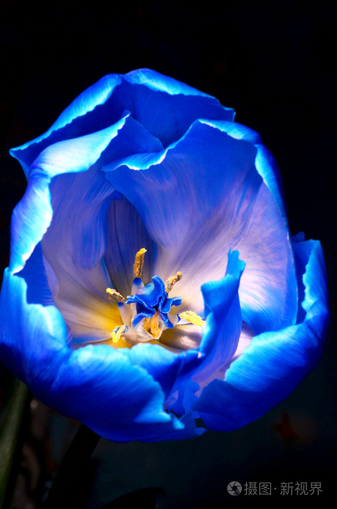蓝色郁金香关闭