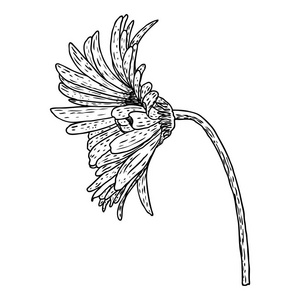 开花瓣菊花头花.花卉植物学图纸.黑白线艺术.向量照片