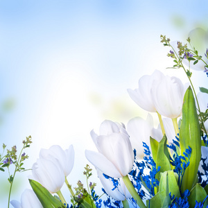 蓝草的白色郁金香