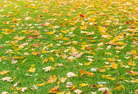 秋季多云日杂色枫叶的湿绿草草坪碎片