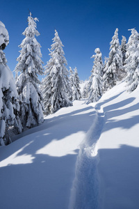冬季仙境背景。在雪地里的人行道。在山林与云杉树的雪的风景。晴天寒冷的日子