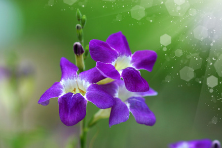 gangetica正义 gangetica 花照片