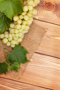 群的白葡萄品种