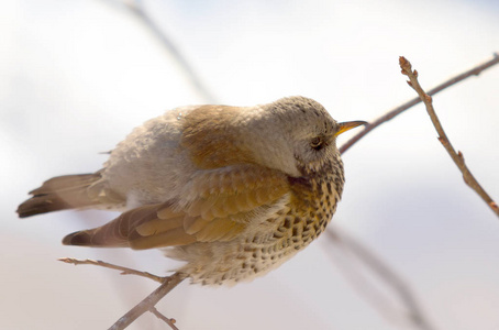 Fieldfare 画眉坐在树枝上