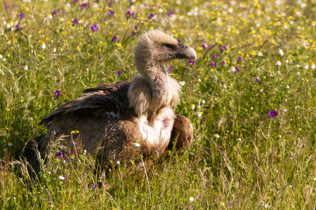 格里芬秃鹫gyps fulvus