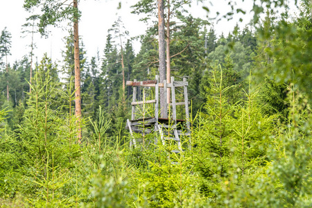 夏季森林中的旧木狩猎塔, 四周是松树顶