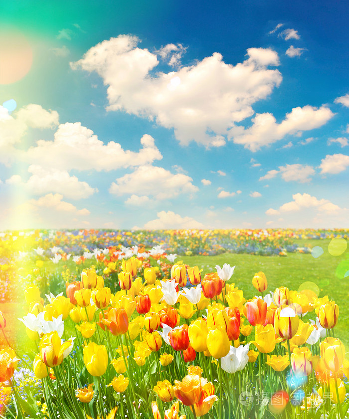 多云的蓝色天空郁金香花场