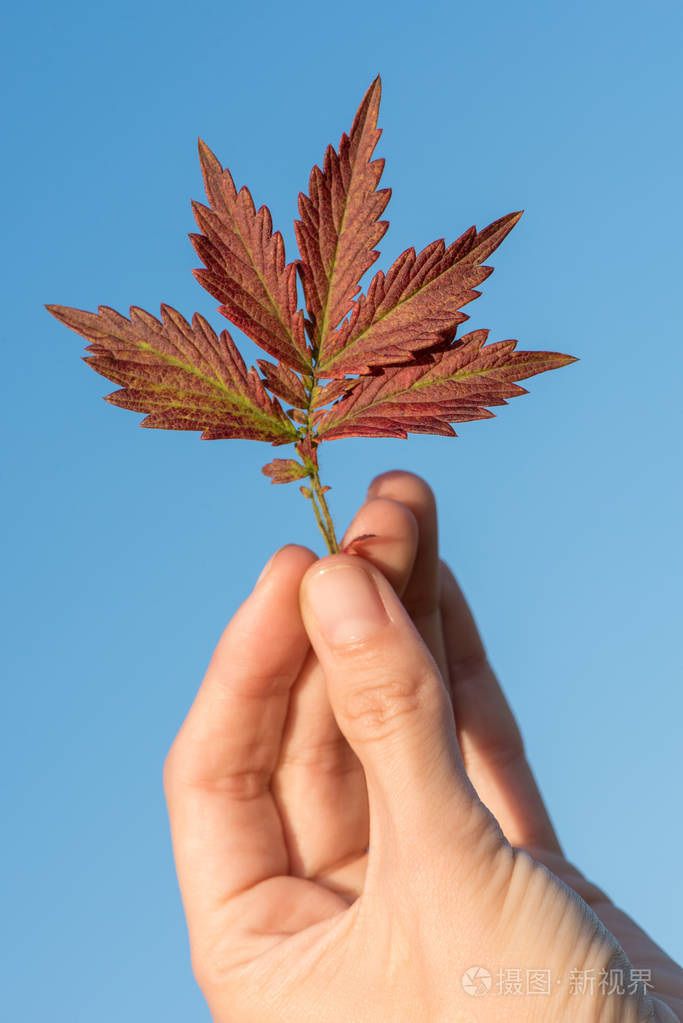一只手拿着美丽的红色秋叶, 靠在晴朗的蓝天上
