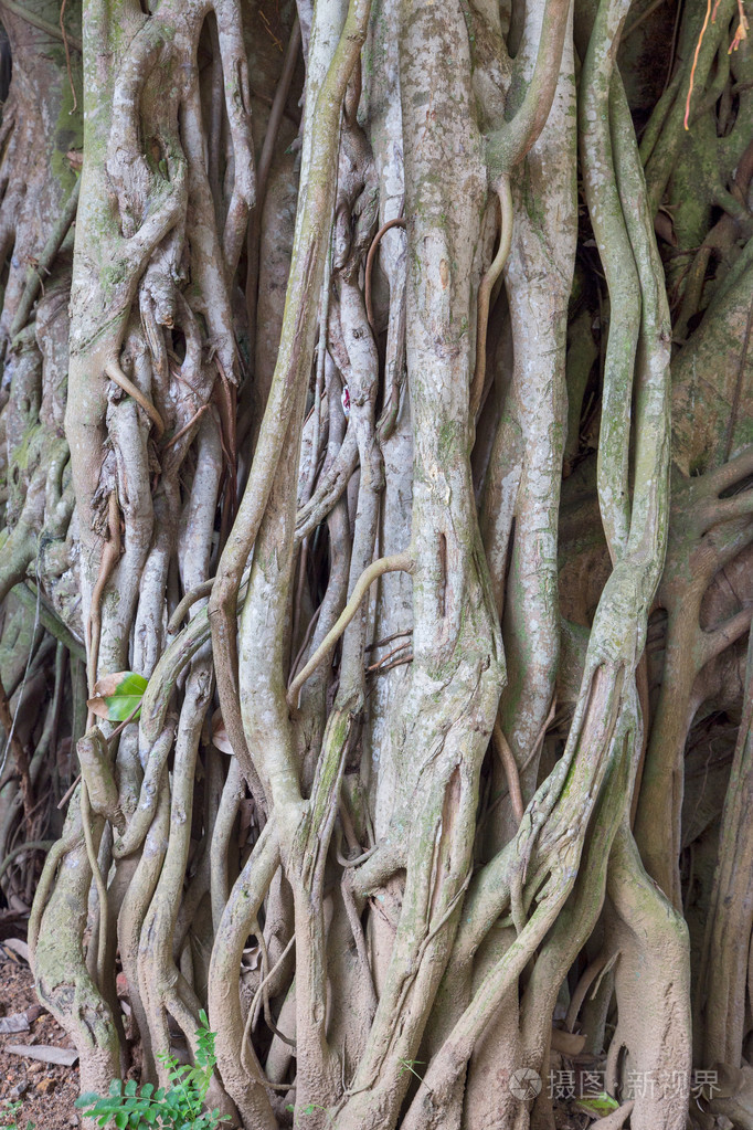 一棵树干一个片段