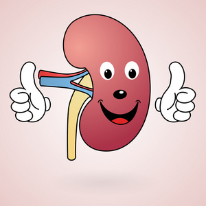 卡通人物人类肾脏可爱的人体器官矢量卡通人物插图在平面设计.