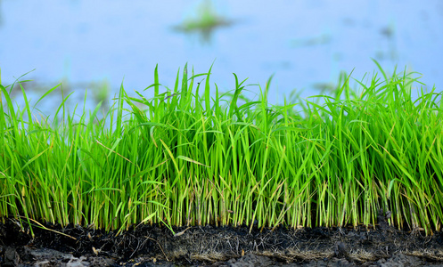 白菜幼苗图片-白菜幼苗素材-白菜幼苗插画-摄图新视界