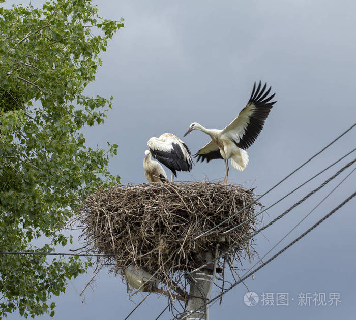丹顶鹤三只幼鸽在巢中学习飞翔.在乌云密布的天空背景下