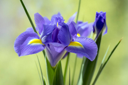 虹膜空心蓝宝石美丽观赏性开花植物, 紫色紫罗兰色和部分黄色的花在绿色茎上绽放