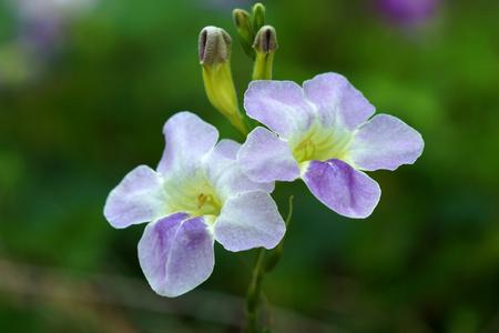 gangetica正义 gangetica 花照片