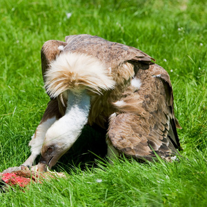 吃肉的欧洲秃鹫 兀茅茅