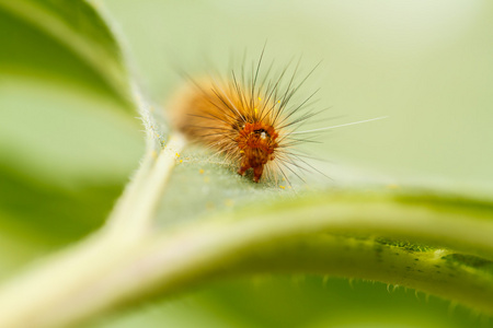 向日葵上的毛毛虫照片