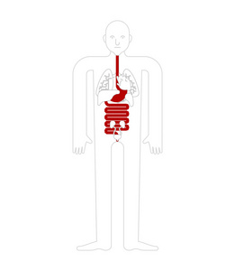 胃和食道和直肠人体解剖。胃肠道内脏器官。人的身体和器官系统。医疗系统。矢量图案