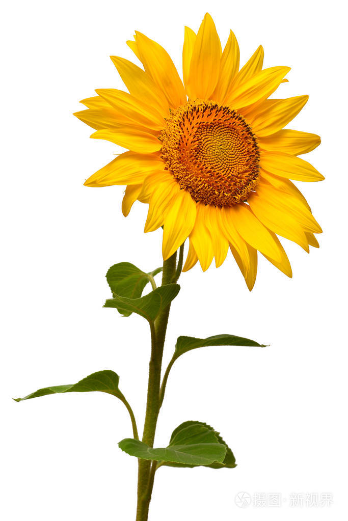 向日葵孤立在白色背景上的一朵.种子和油.平躺,顶视图