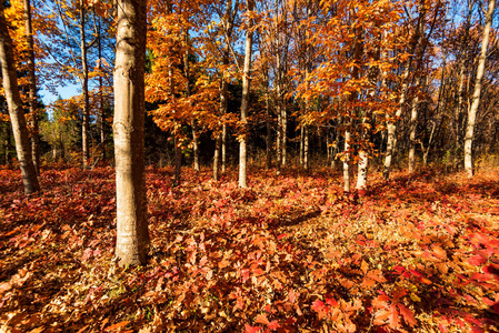 明亮的秋天森林的风景与叶子