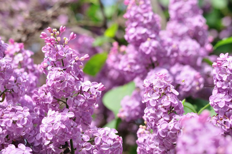 紫色淡紫色花在春天