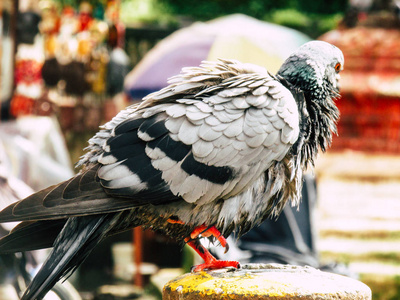 加德满都尼泊尔2018年8月31日晚上在加德满都 Swayambhunath 地区的一只鸽子在佛塔顶部特写。