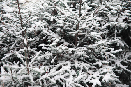 冬季森林。在一个晴朗的日子里的冬季森林景观。雪 c