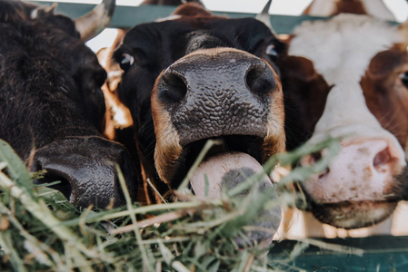 国内美丽奶牛在农场谷仓吃干草的特写视图