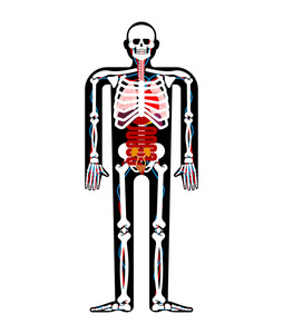 人体解剖。骨架和内脏器官。人的身体和器官系统。医疗系统。矢量图案