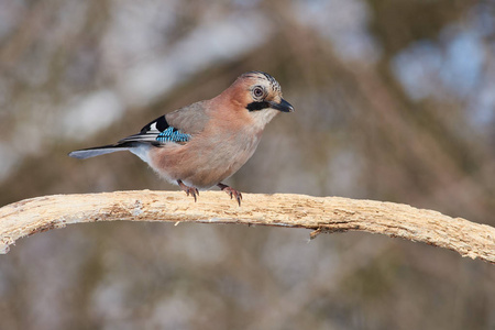 亚欧周杰伦 Garrulus glandarius 摆姿势, 坐在树枝上, 在森林里