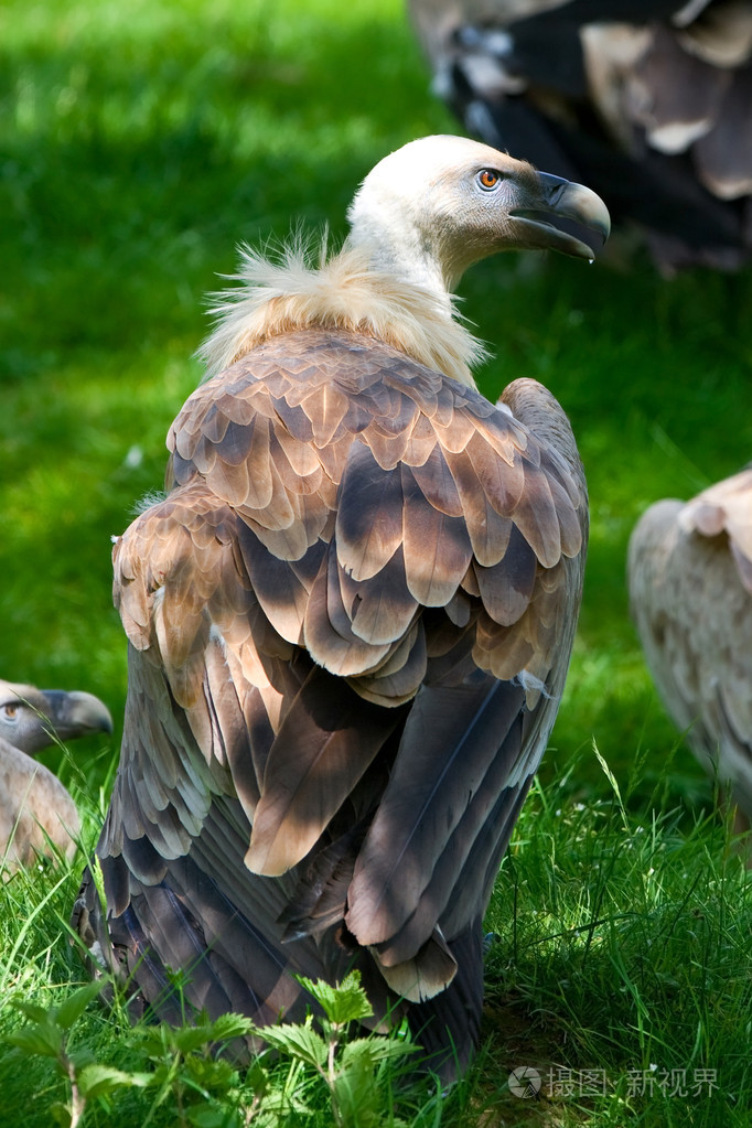 欧洲狮鹫外阴gypsfulvusfulvus