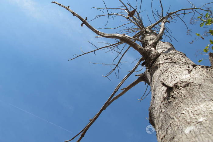 树枝生长在美丽的森林里