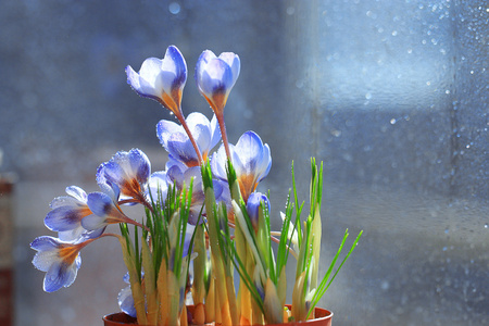 蓝色的春天的花朵