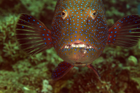 在红海 coralgrouper 特写