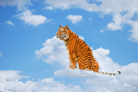 老虎是在云上