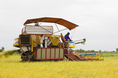 收割机结合在稻田的粮食图片