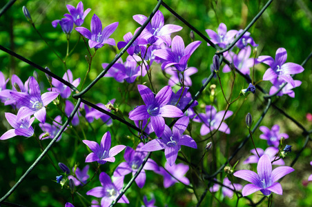 钟花, 紫花风铃 garganica