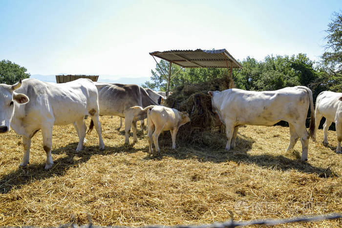 奶牛在农场的围栏里吃干草