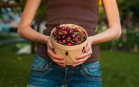 妇女手拿篮子与新鲜成熟莓果在庭院。欧洲夏季水果