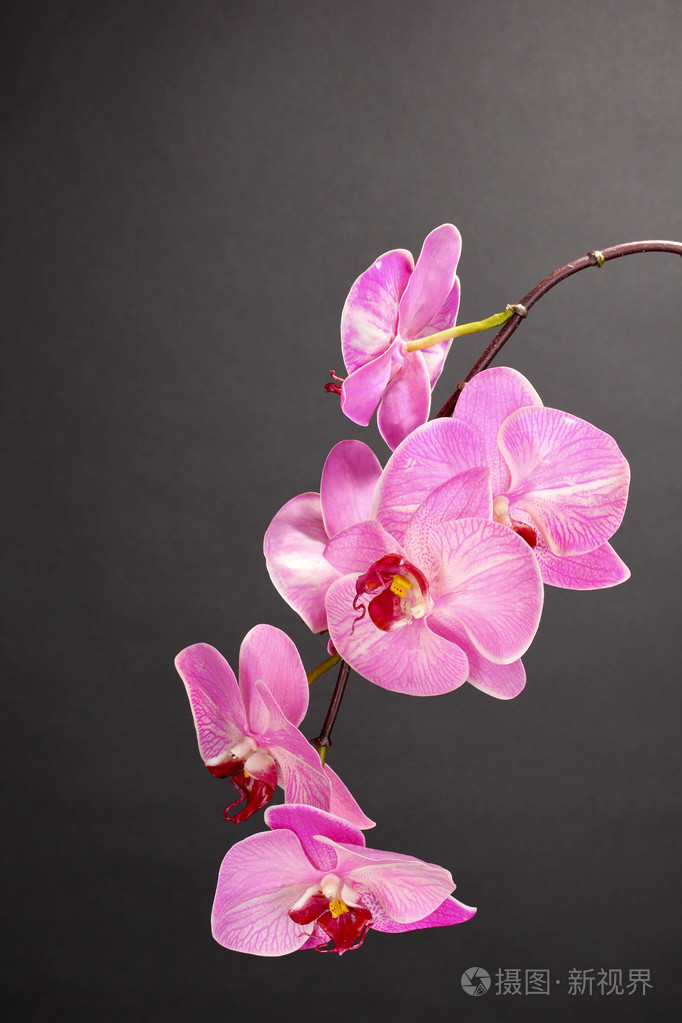 美丽盛开的兰花灰色的背景上