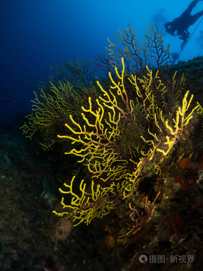 海底有珊瑚和宏