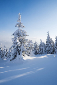 美丽的冬季自然与冷杉在雪中。森林景观。带阴霾的阳光明媚的天气