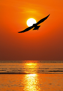 年轻的运动型女人保持双臂上举,同时与背景上落日的黄昏在桥上