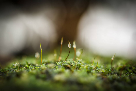 蕨类苔藓特写植物在自然之美