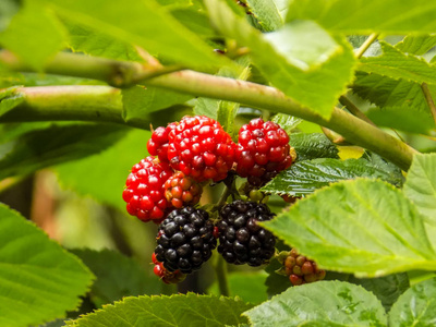 黑莓水果在树枝上图片