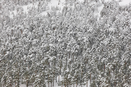 冬天山森林下雪风景。纳瓦塞拉达, 西班牙。水平