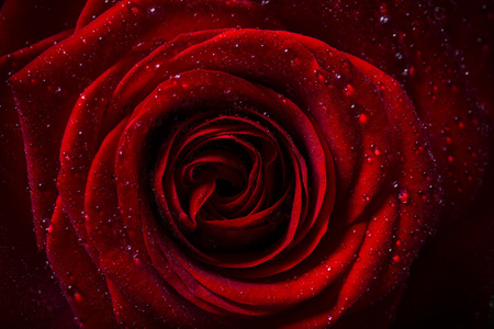 天然的红玫瑰背景